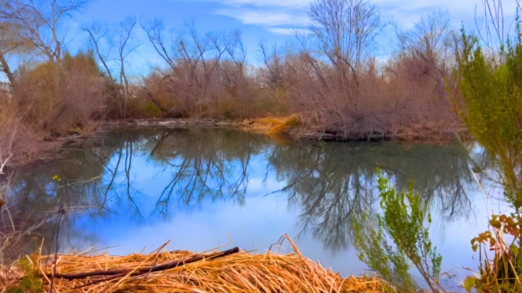 Chino Creek Wetlands