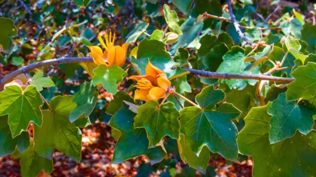 Rancho Santa Ana Botanic Garden